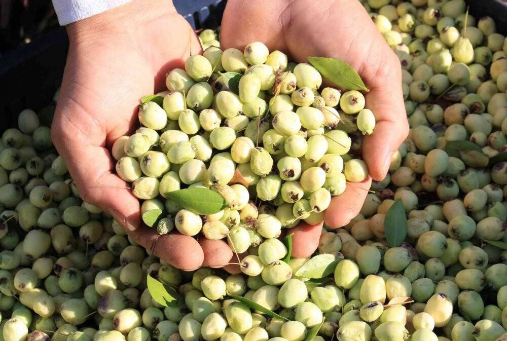 Mersin'de yetişen o meyve tam bir şifa deposu