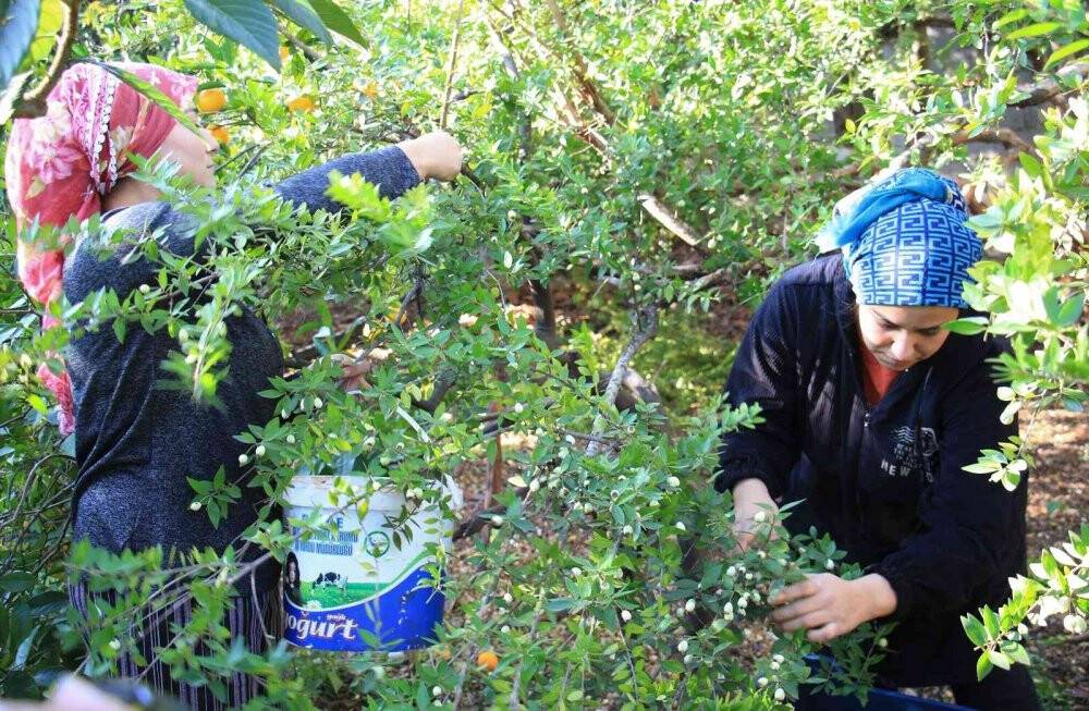 Mersin'de yetişen o meyve tam bir şifa deposu