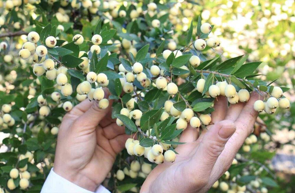 Mersin'de yetişen o meyve tam bir şifa deposu