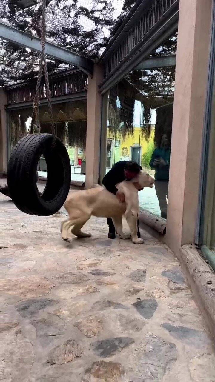 Veteriner ile aslan arasındaki sevgi görenleri hayrete düşürüyor