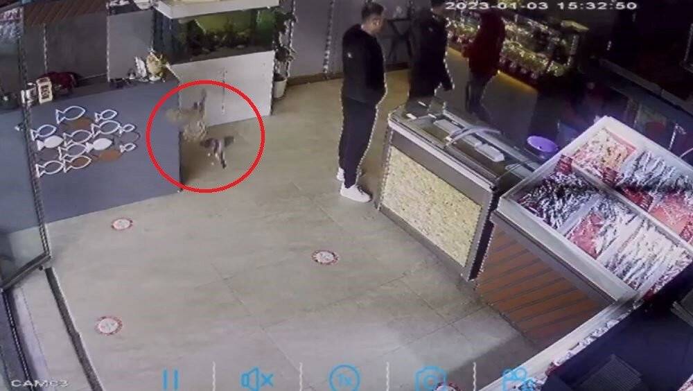 Balıkçıya giren atmaca dehşet yaşattı