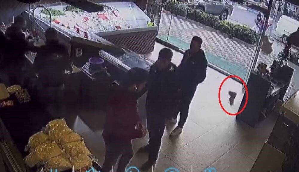 Balıkçıya giren atmaca dehşet yaşattı