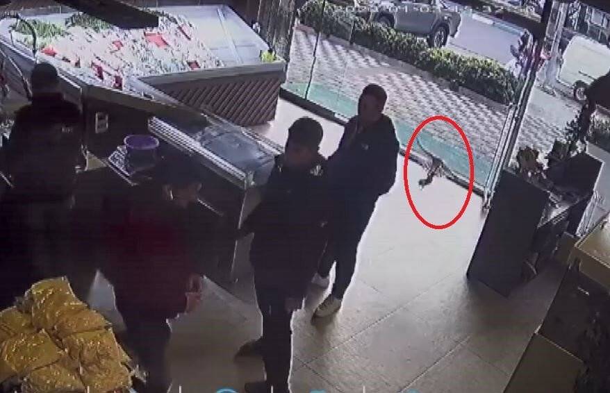 Balıkçıya giren atmaca dehşet yaşattı