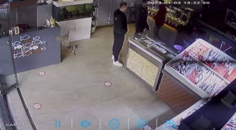 Balıkçıya giren atmaca dehşet yaşattı