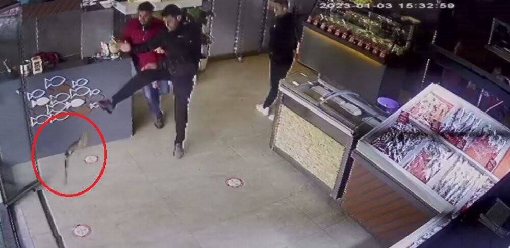 Balıkçıya giren atmaca dehşet yaşattı