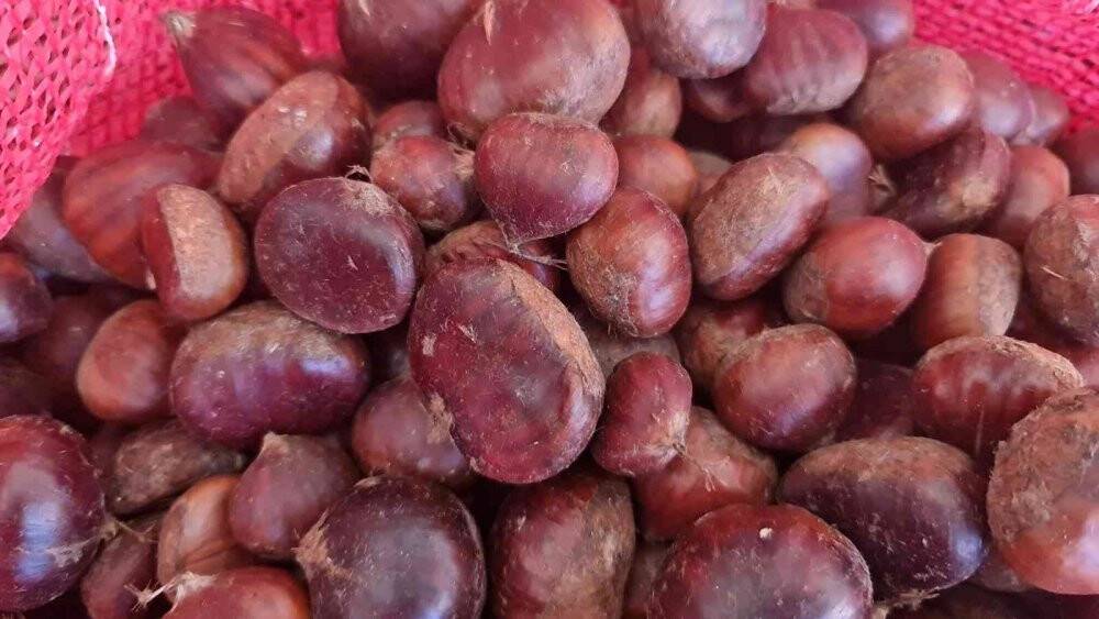 Nazilli’nin kestane şekeri, 10 bin kilometre ötede damakları lezzetlendiriyor