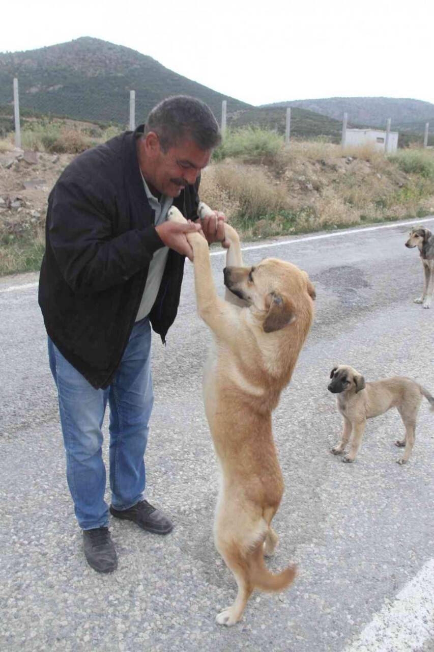 Konya'da ki emekli adam kendisini sokak köpeklerine adadı