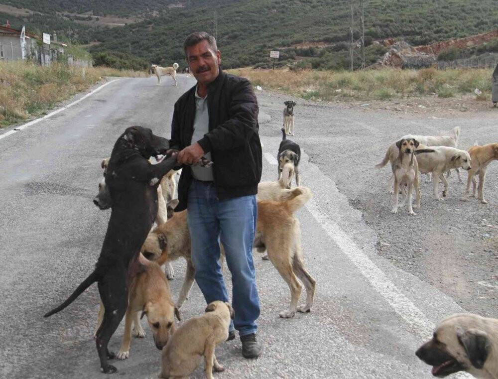 Konya'da ki emekli adam kendisini sokak köpeklerine adadı