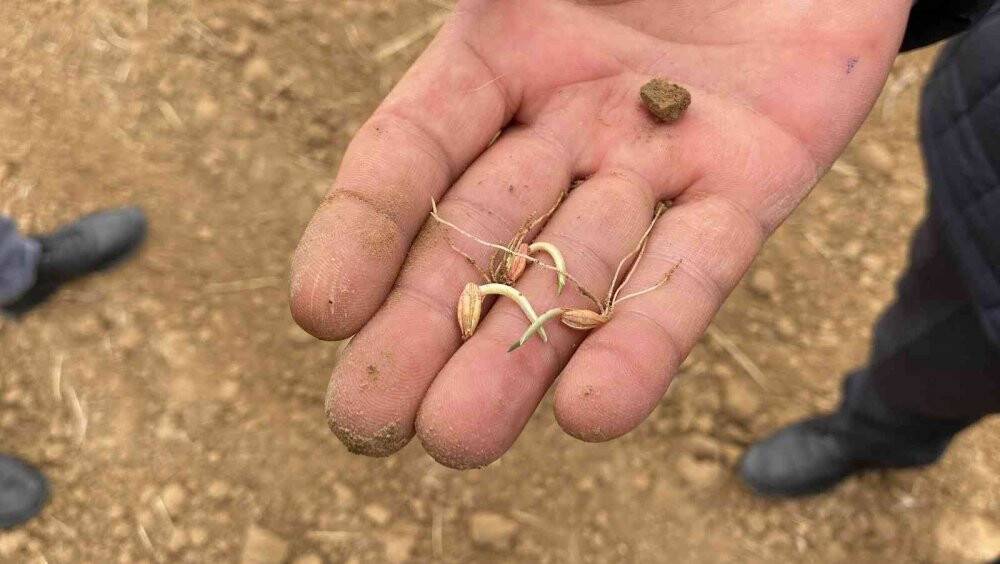 Kuraklık nedeniyle çiftçiler zor durumda