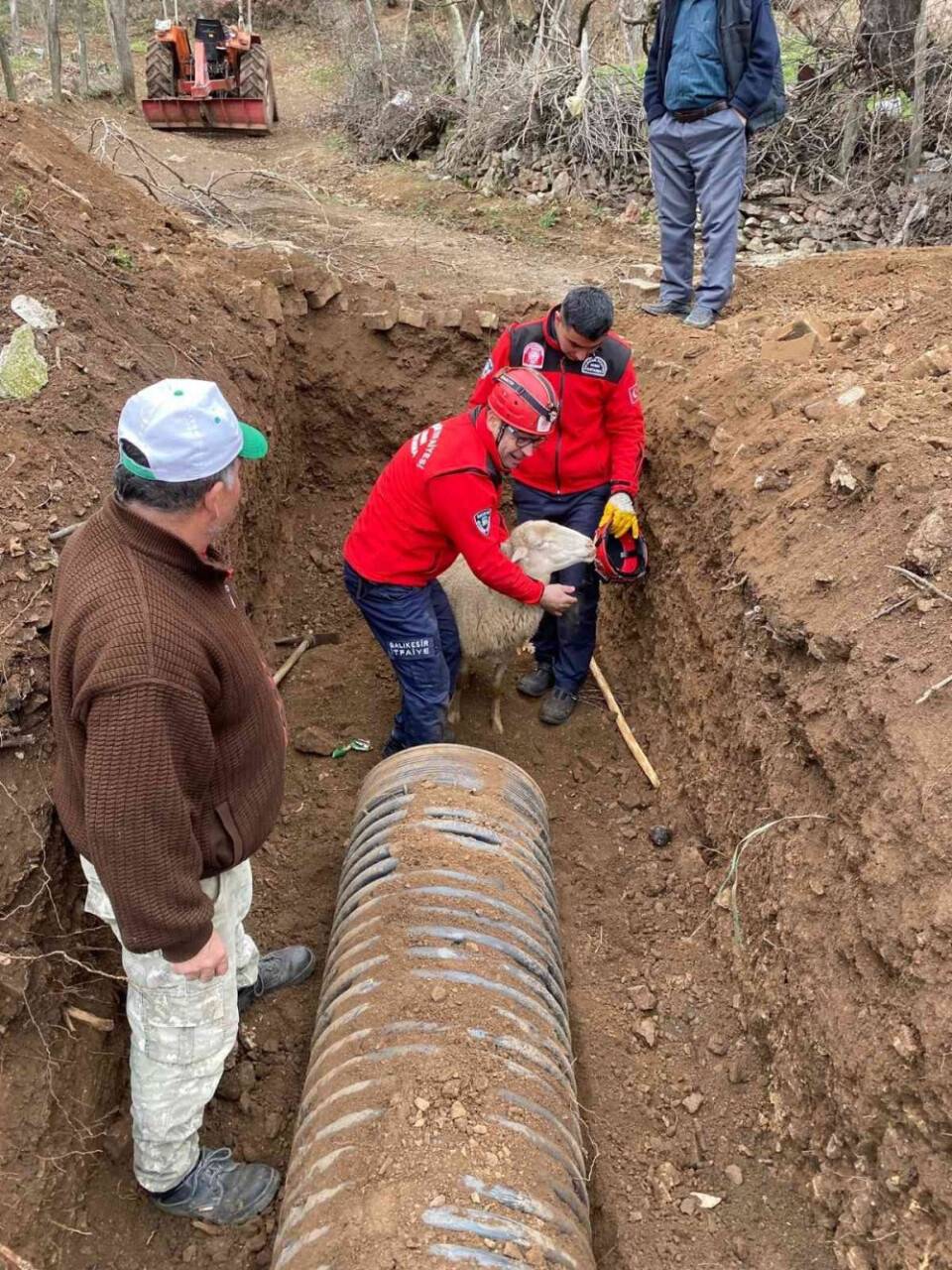 Balıkesir'de boruya sıkışan koyun itfaiye tarafından kurtarıldı