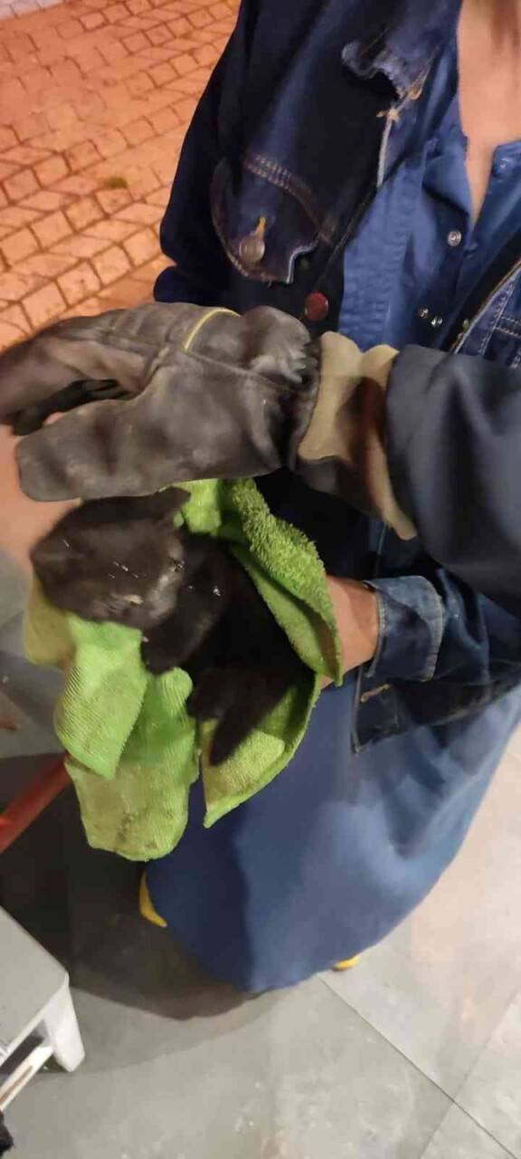 Sıkışan yavru kedinin yardımına itfaiye ekipleri yetişti