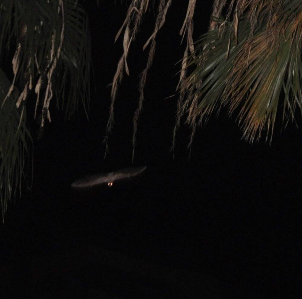 Adana'da yarasa korkusu