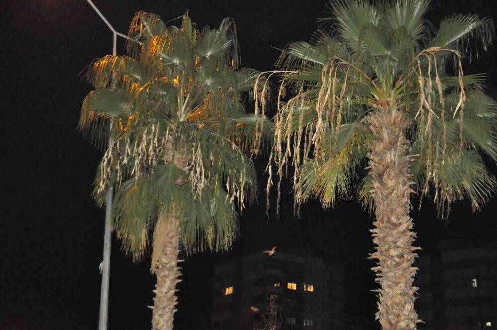 Adana'da yarasa korkusu