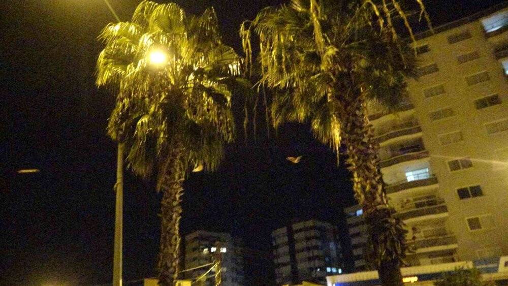 Adana'da yarasa korkusu