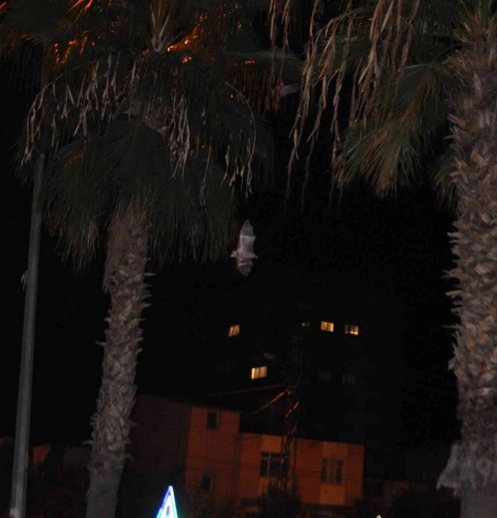 Adana'da yarasa korkusu