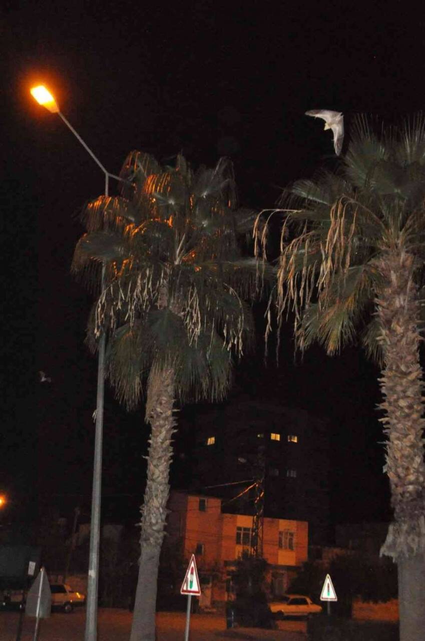 Adana'da yarasa korkusu