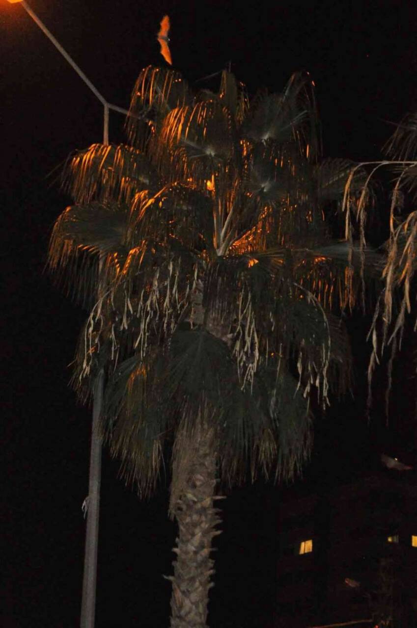 Adana'da yarasa korkusu