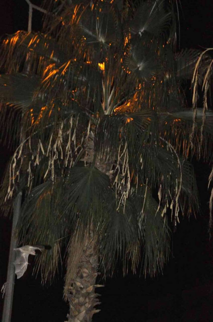 Adana'da yarasa korkusu