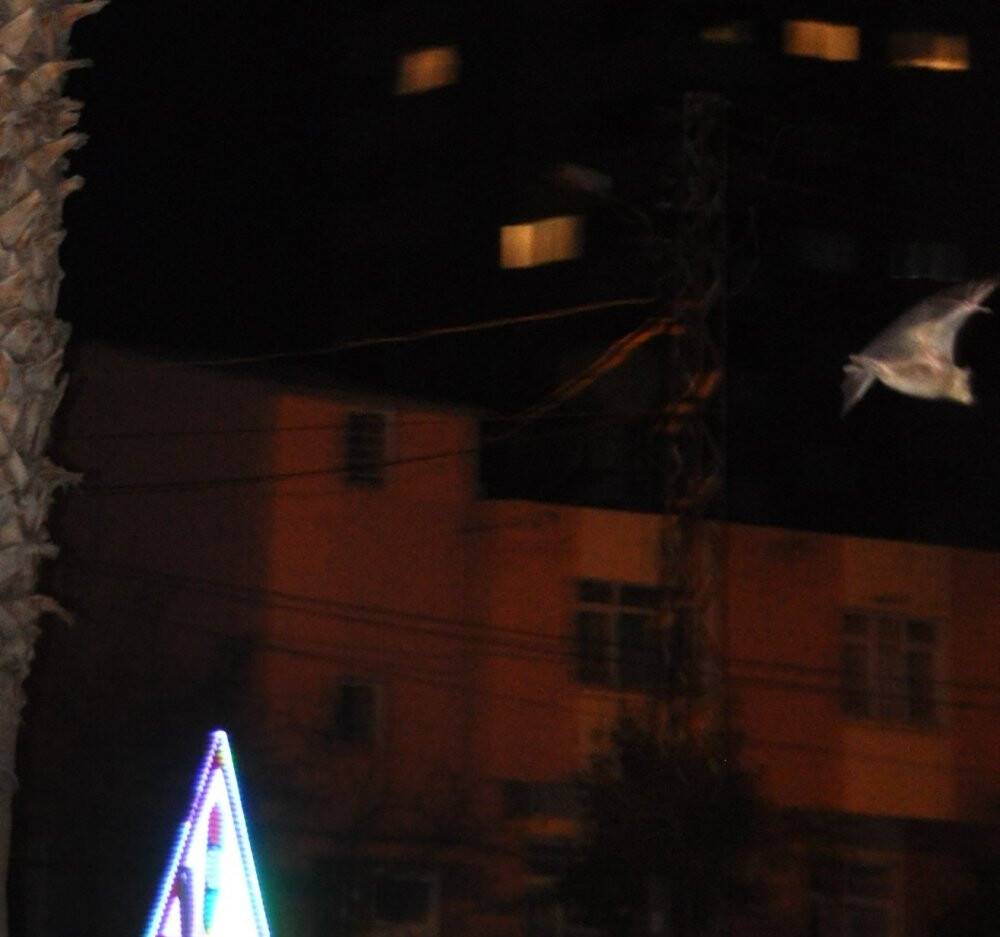 Adana'da yarasa korkusu