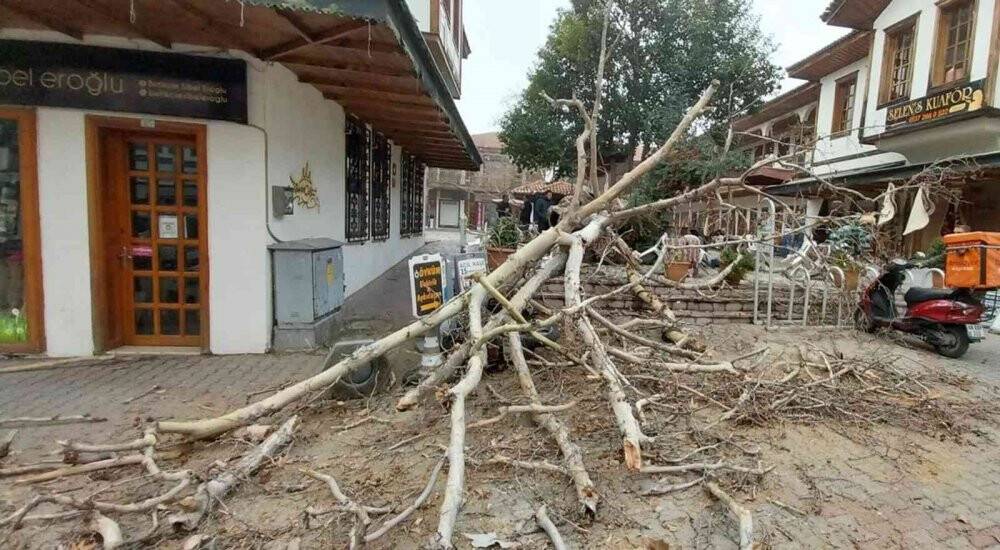 Bir asırlık tescilli Çınar devrildi