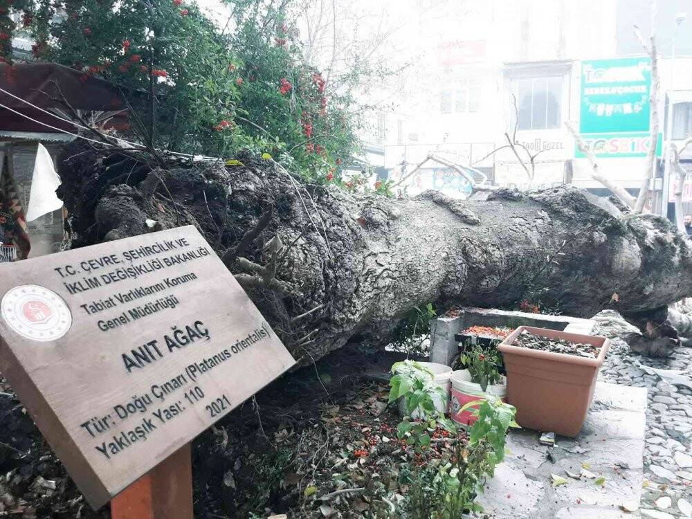 Bir asırlık tescilli Çınar devrildi