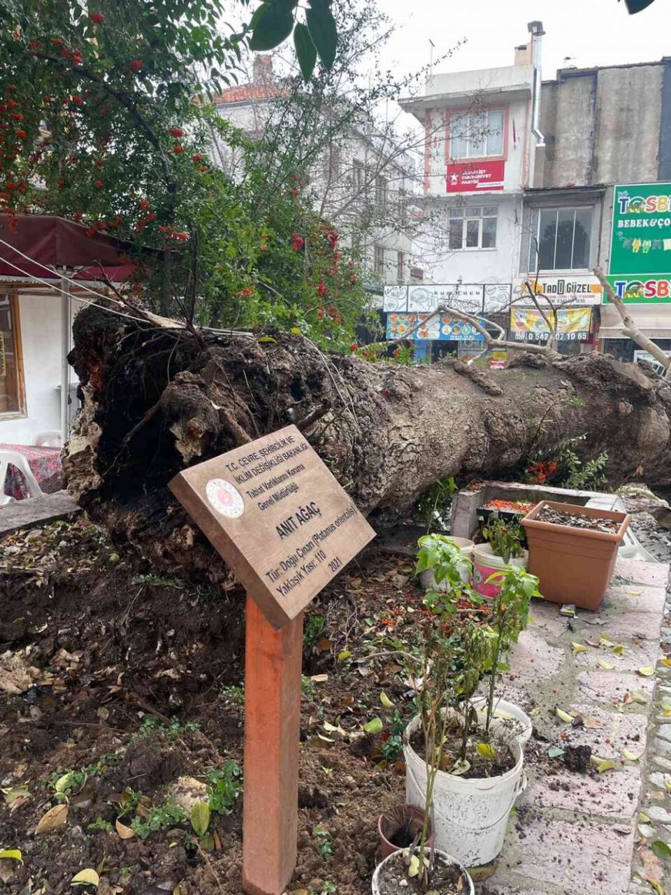 Bir asırlık tescilli Çınar devrildi