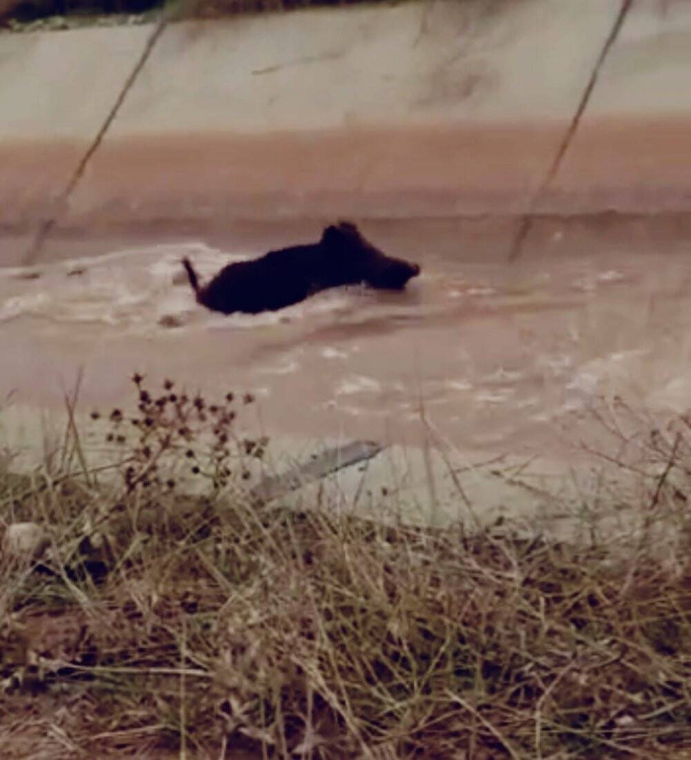 Diyarbakır’da domuz sürüsünün su kanalına girdiği an kameralara yansıdı