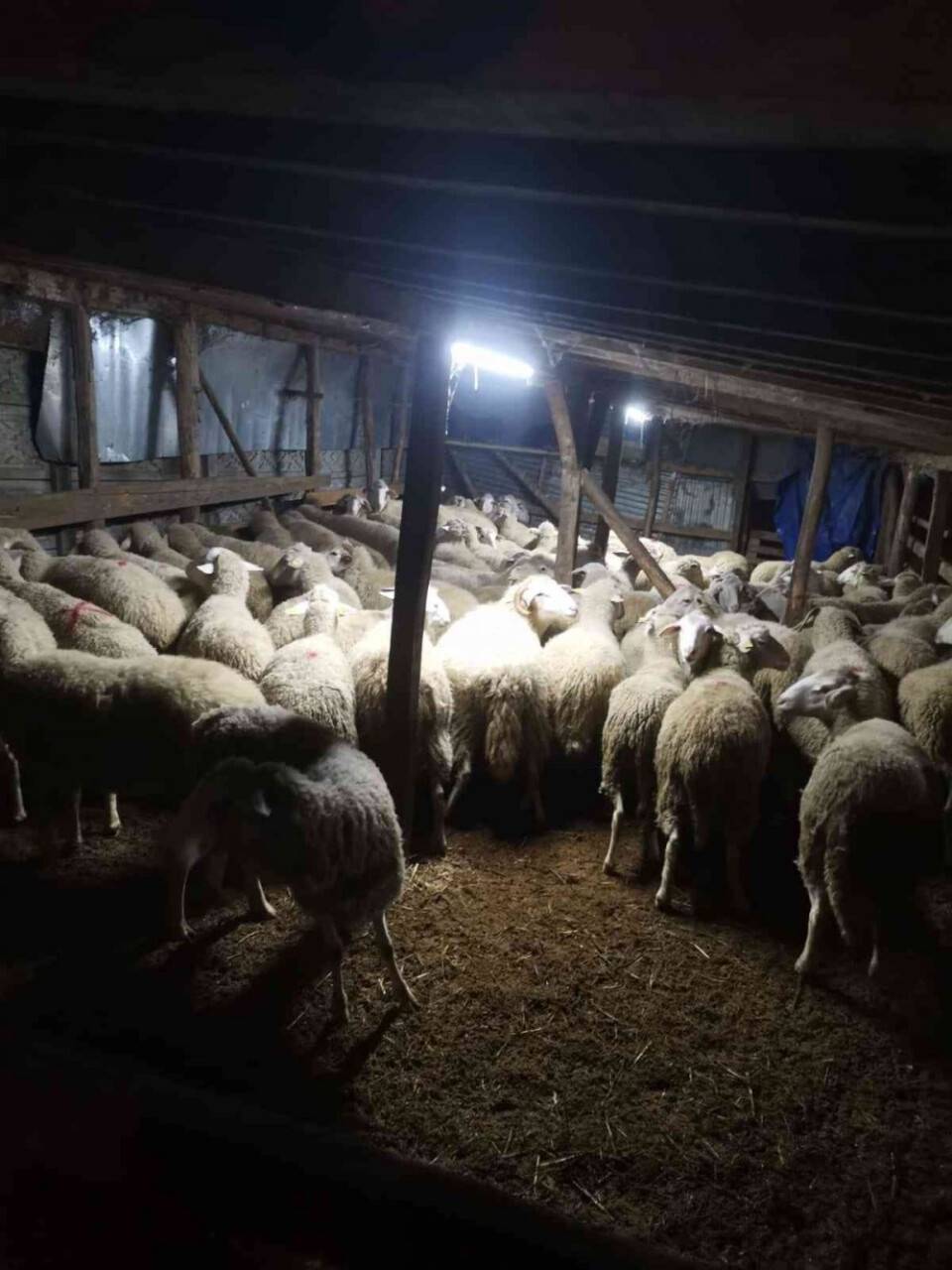 "Parayı göndereceğim" dedi, 81 koyunla kayıplara karıştı