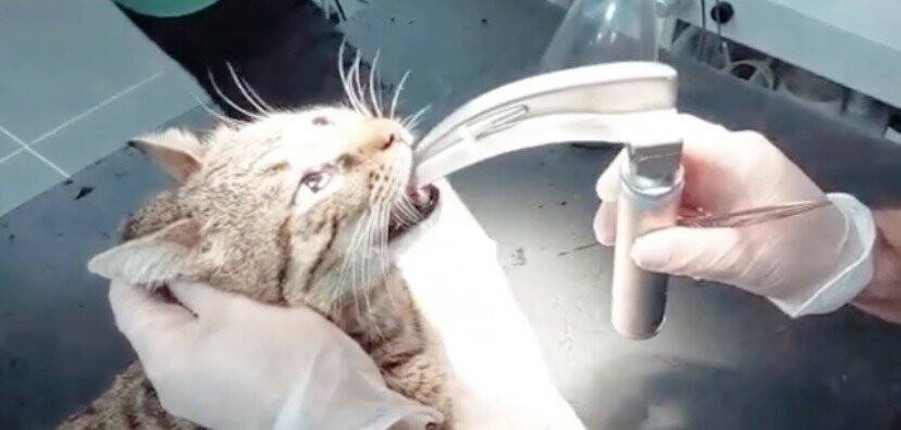 Soluk borusuna kemik takılan kedi ameliyat edildi