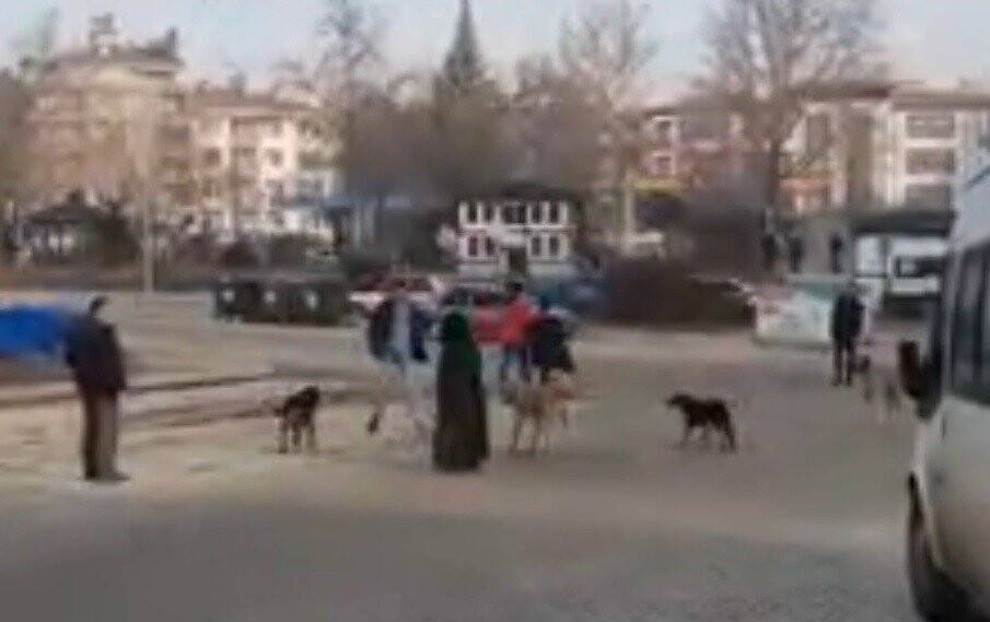 Sokak köpekleri yoldan geçen genç kıza saldırdı