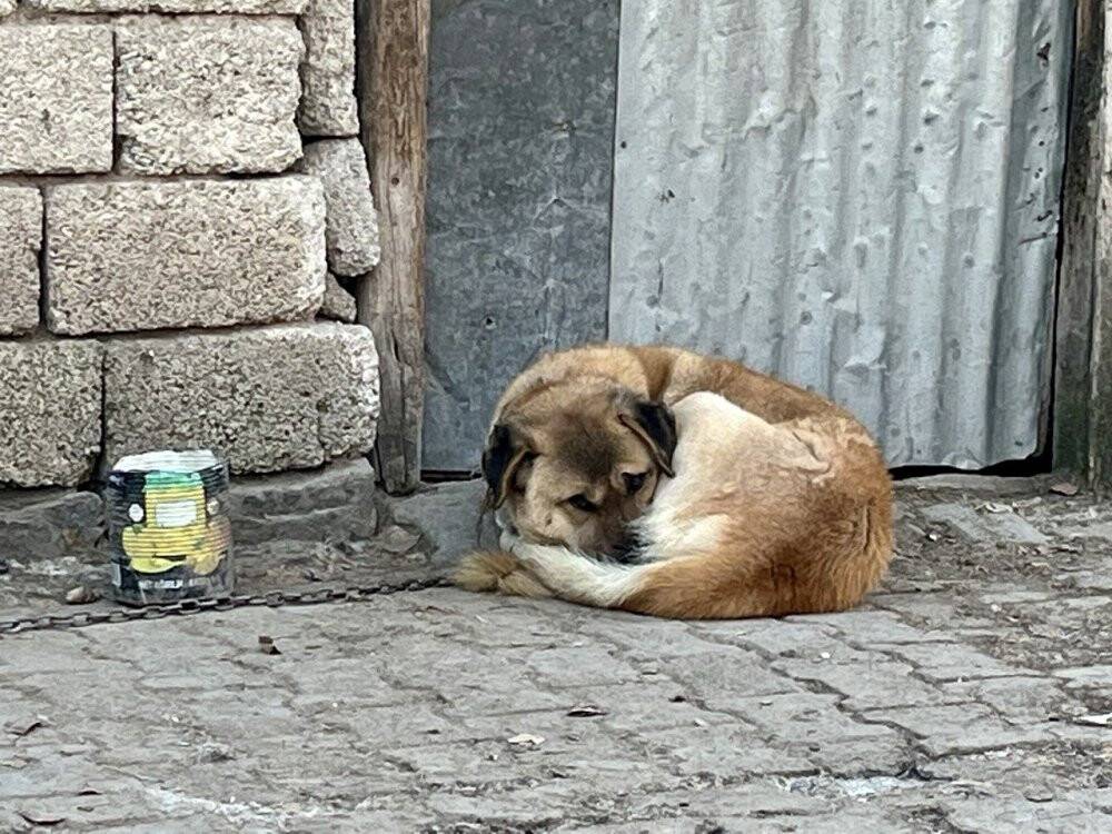 Ağrı'da don var, kar yok