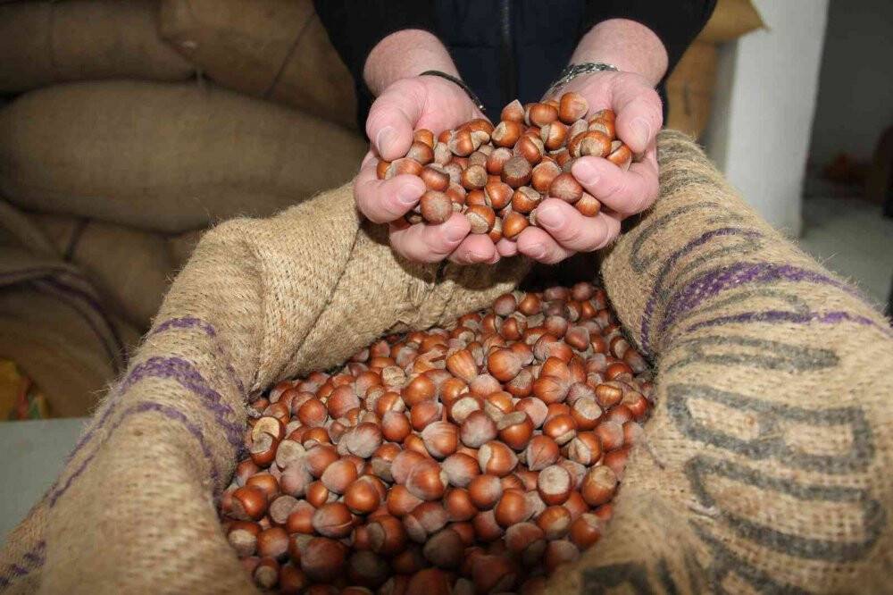 Fındık fiyatında yükseliş sürürüyor