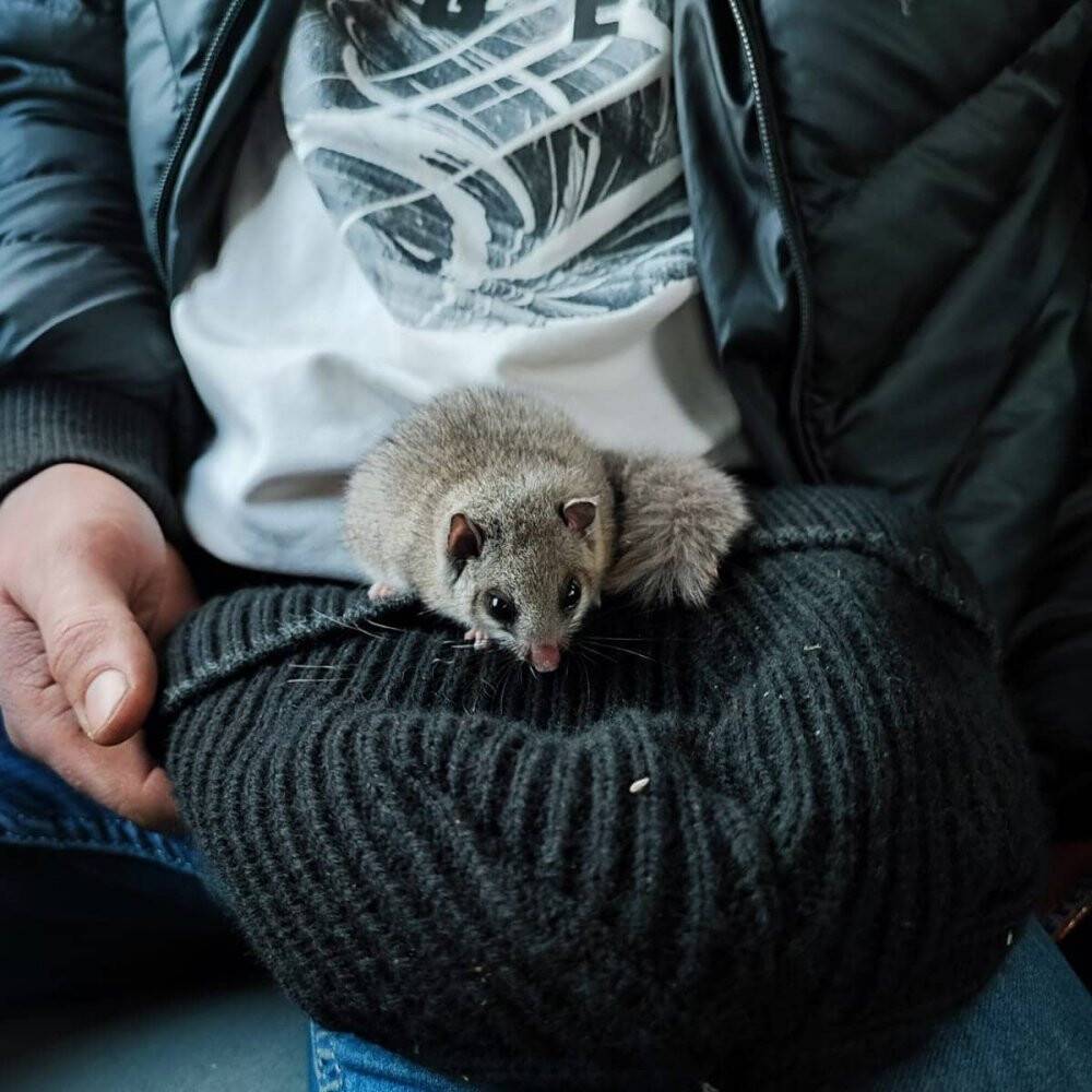 Nesli tehlike altında olan ’yediuyur’ görüldü