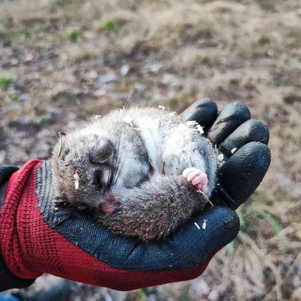 Nesli tehlike altında olan ’yediuyur’ görüldü