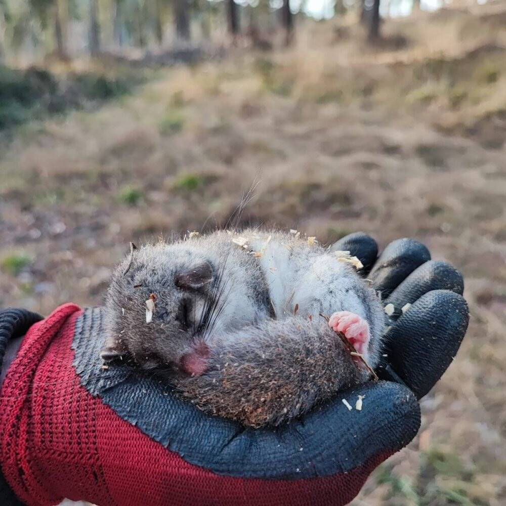 Nesli tehlike altında olan ’yediuyur’ görüldü