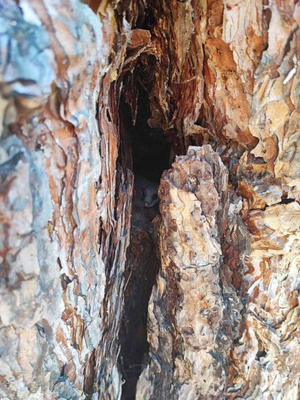 Nesli tehlike altında olan ’yediuyur’ görüldü