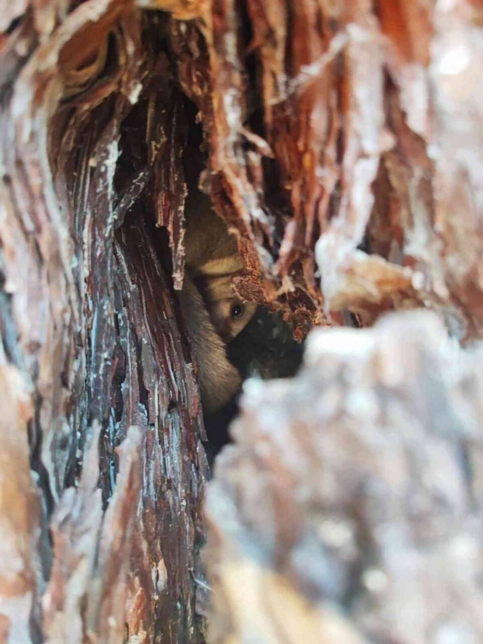 Nesli tehlike altında olan ’yediuyur’ görüldü