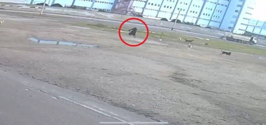 Bursa’da başıboş 10 köpek yaşlı kadına saldırdı