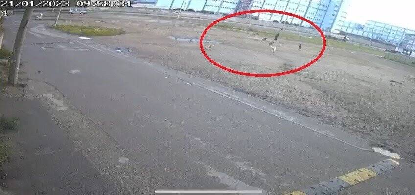 Bursa’da başıboş 10 köpek yaşlı kadına saldırdı