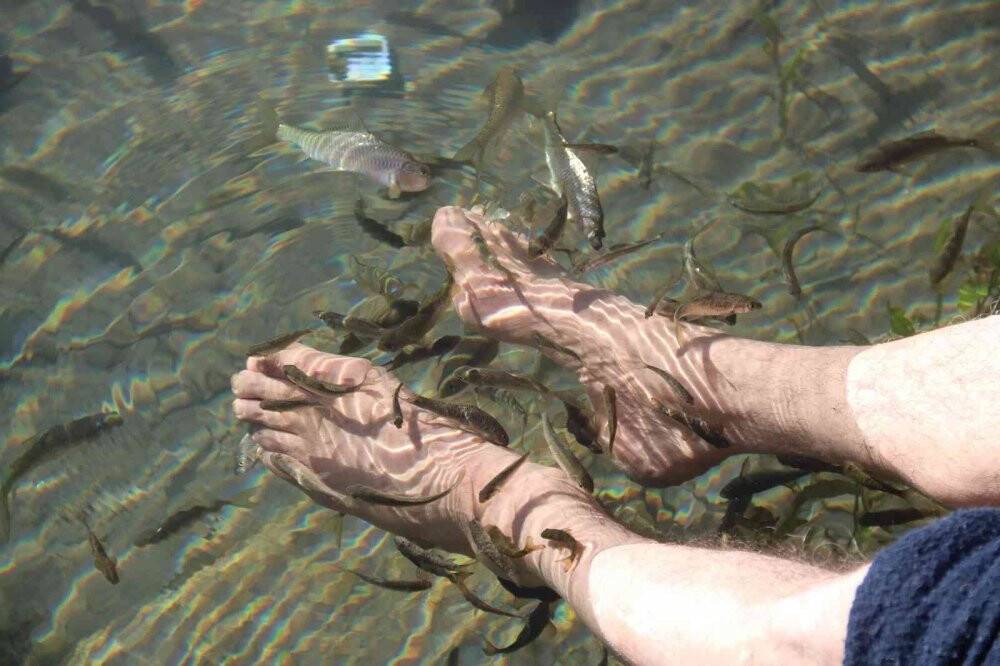 Doktor balıklar yok olma tehdidi altında