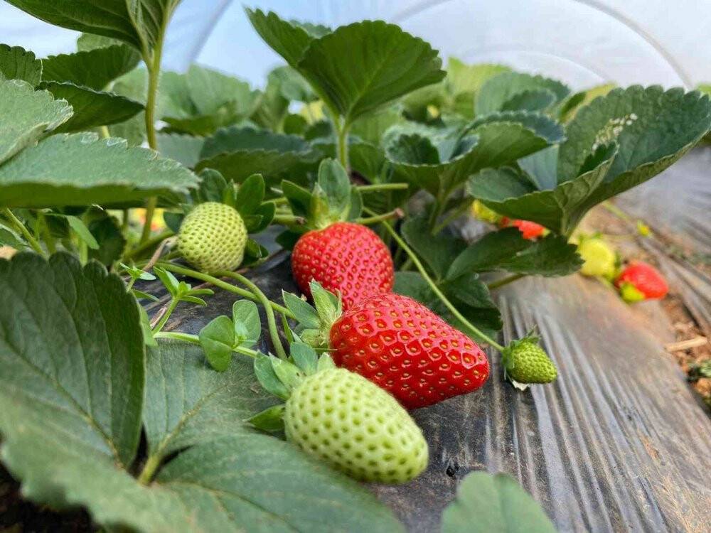 Kırmızı elmas seralarında hasat telaşı