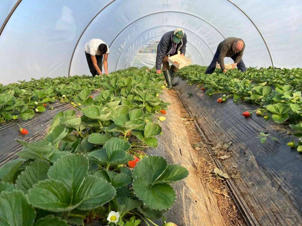 Kırmızı elmas seralarında hasat telaşı