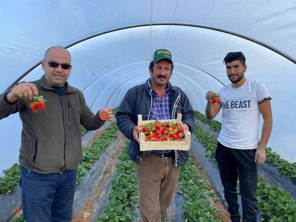 Kırmızı elmas seralarında hasat telaşı