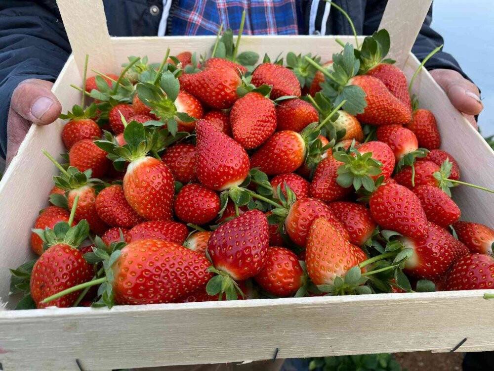 Kırmızı elmas seralarında hasat telaşı