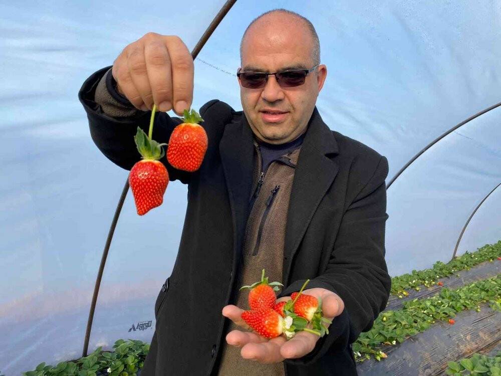 Kırmızı elmas seralarında hasat telaşı