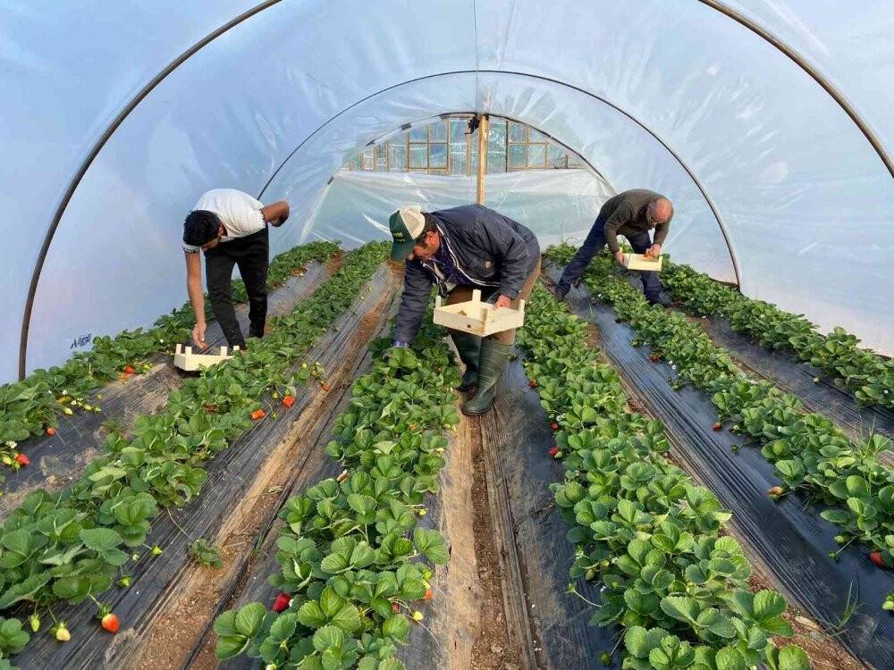 Kırmızı elmas seralarında hasat telaşı