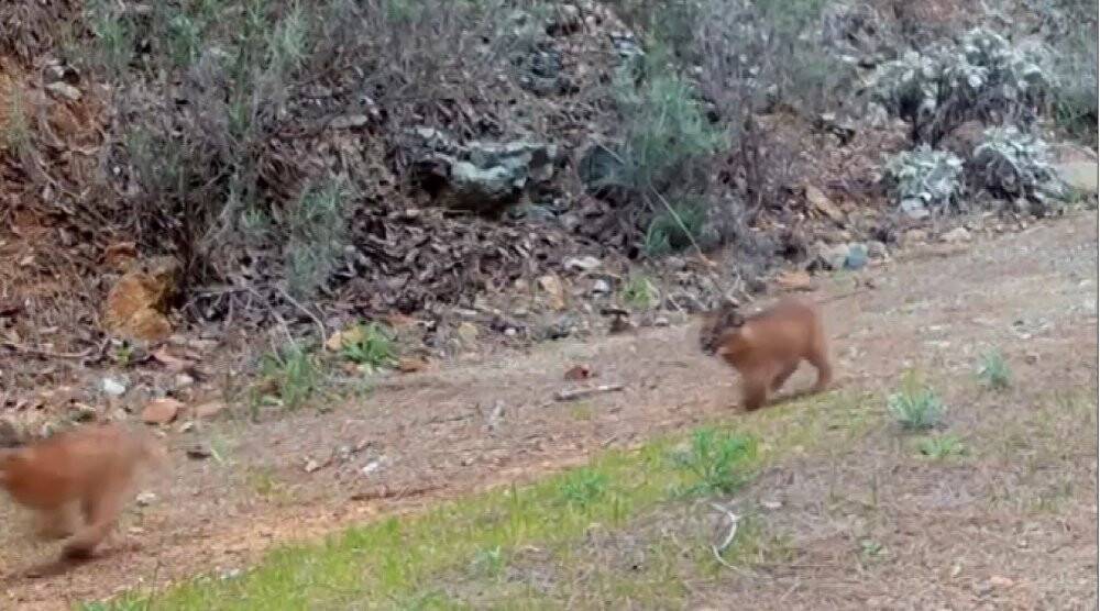Nesli tükenmekte olan karakulaklar görüntülendi