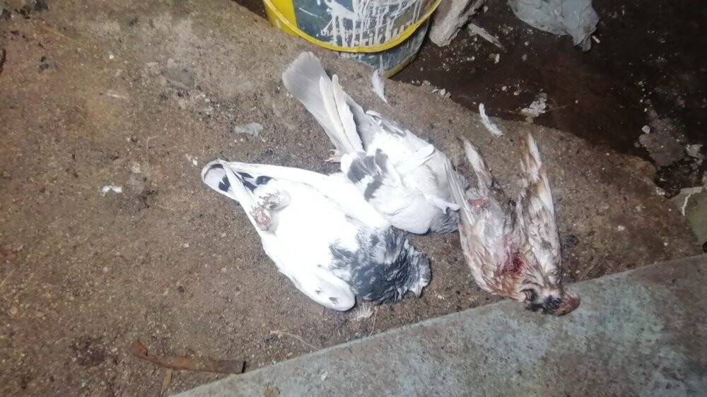 Fırtına kafesleri devirdi, güvercinler telef oldu