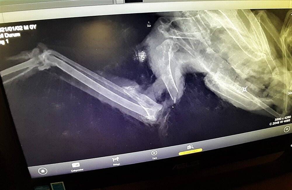 Gökyüzünün efendisi şahin, yaralı halde bulundu