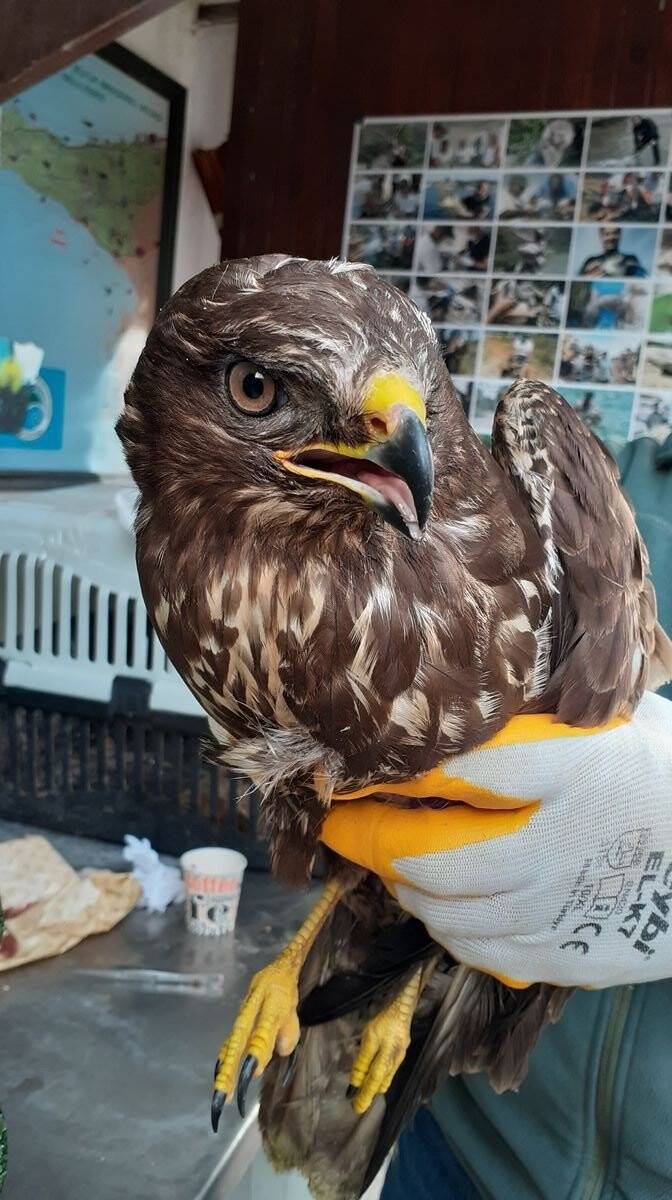 Gökyüzünün efendisi şahin, yaralı halde bulundu